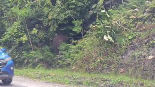 Download lagu Jumpa gajah dalam hutan berhampiran Kalabakan dan Maliau Basin..cemas! keta pun berhenti.. mp3 Download lagu Jumpa gajah dalam hutan berhampiran Kalabakan dan Maliau Basin..cemas! keta pun berhenti.. mp3