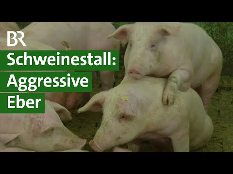 , title : 'Eber mästen statt Ferkel kastrieren: aggressive Tiere | Tierschutz | Unser Land | BR'