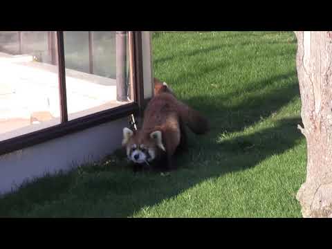#1-29 Dec 2018 red panda at Adventure world, Japan