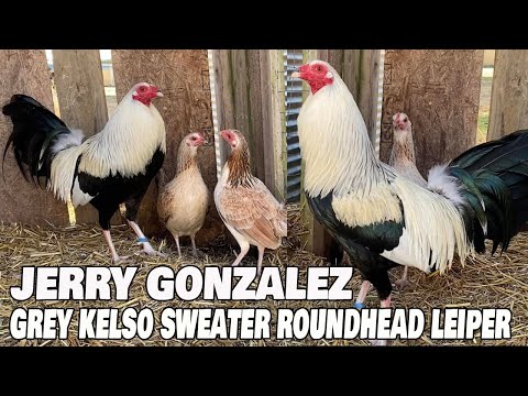 Nice Birds Jerry Gonzalez Sag Farms Arkansas USA | Big Farm