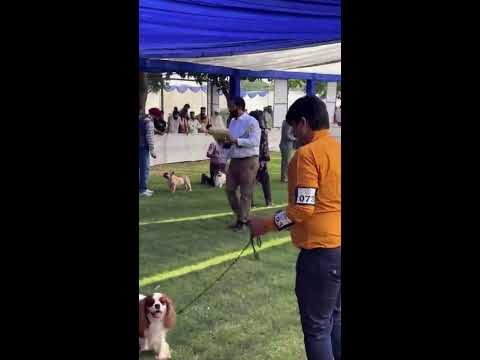 Toy breeds l Alwar Dog Show l Judge: Anjali Vaid | Doggo Diaries