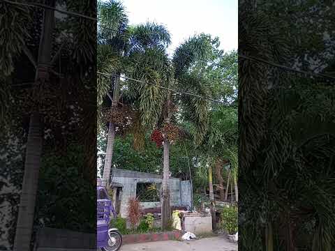 Hawaiian palm fruit #short #luckyplant
