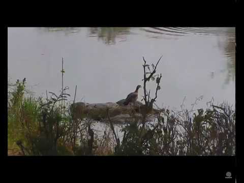 Egyptian geese mating