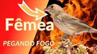 TIZIU FMEA  CHAMANDO PEGANDO FOGO ESQUENTANDO MACHO LEVANTANDO DIFUNTO