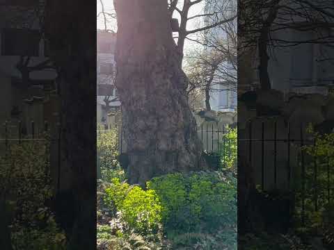 Peaceful place 🪦 #london #londres #uk #vlog #citytour #travel #citywalk #gothic #nature