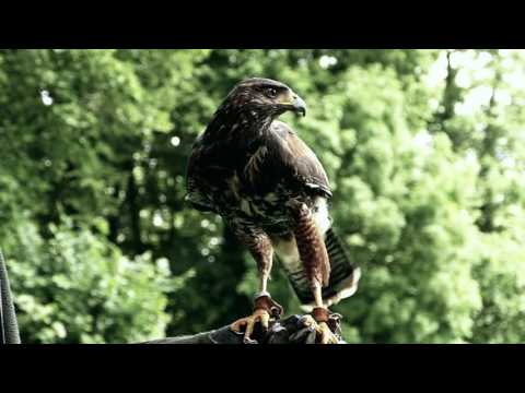 Dokumentarfilm Die Falknerei   Ein Leben für die Vögel