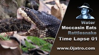 Water Moccasin Eats Rattlesnake 01 Time Lapse