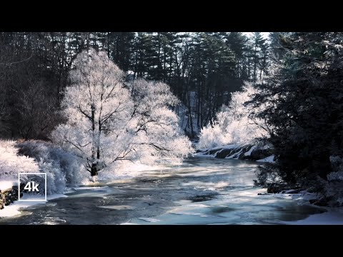4K Virtual Winter Walk - Walking in a Snow Forest - 3 HRS of Crunching Snow Sound #asmr #nature