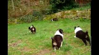 preview picture of video 'Sheltie Welpen beim Spielen (8 Wochen alt) / Shetland Sheepdog Puppies (8 weeks)'