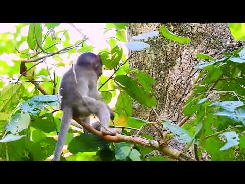 Funny monkeys will make you laugh hard - Funny Animals