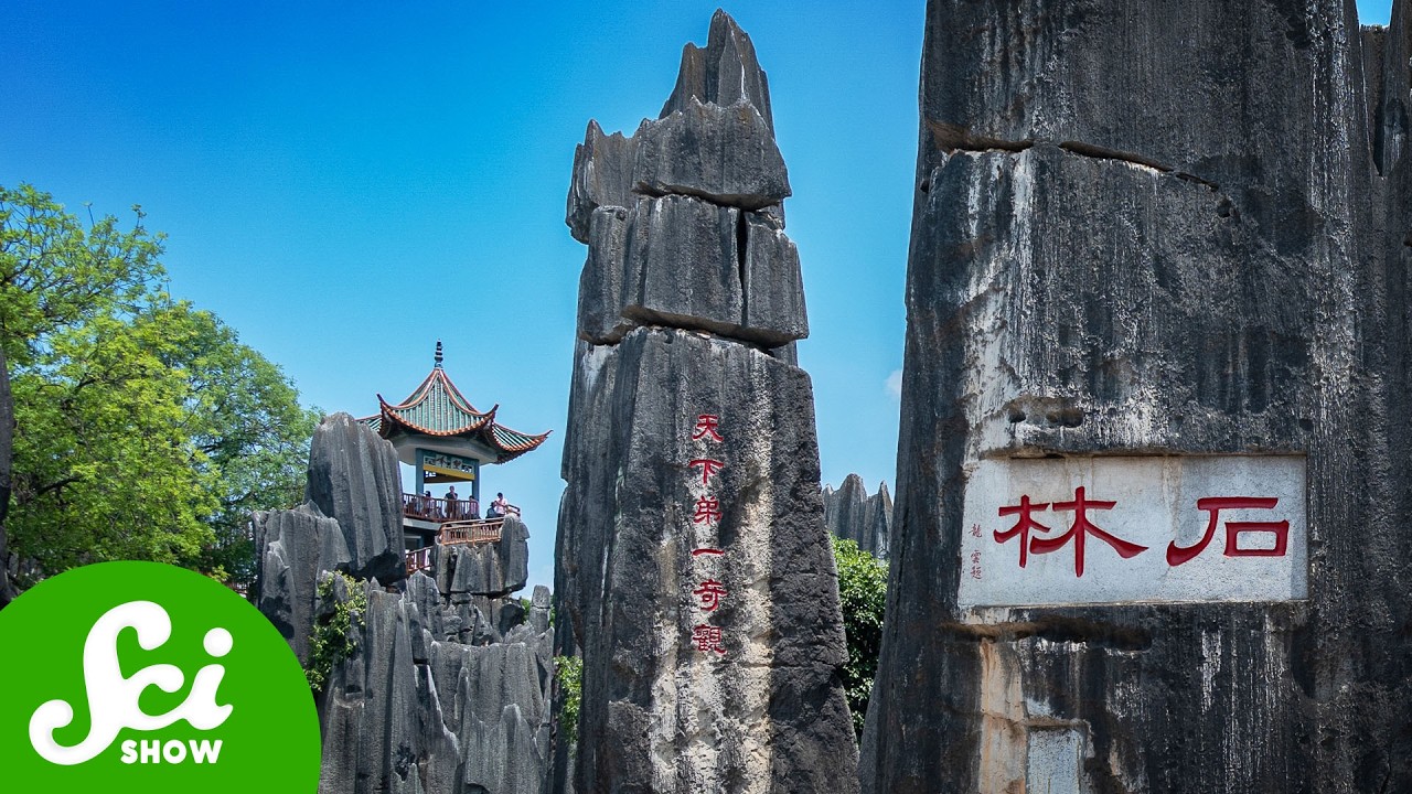 This Forest is Made of Stone