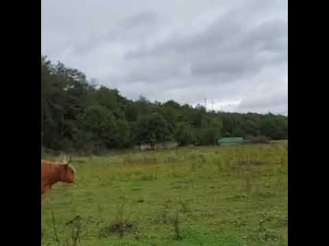 Rindfleisch von Hochlandrindern