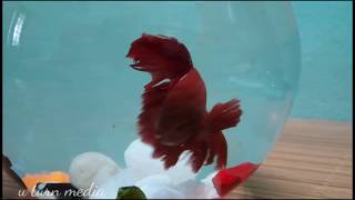 Fighter Fish (Betta Fish) Video  Whatsapp Status