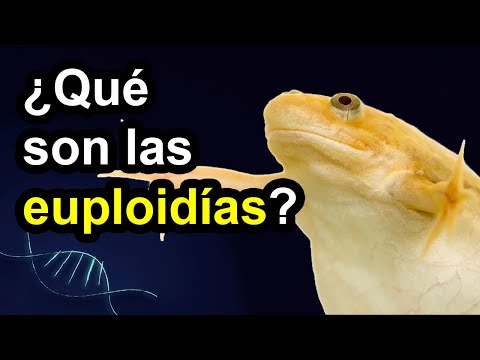 ¿Por qué hay una rana en la foto? 🐸 Cromosomopatías 1 🧬