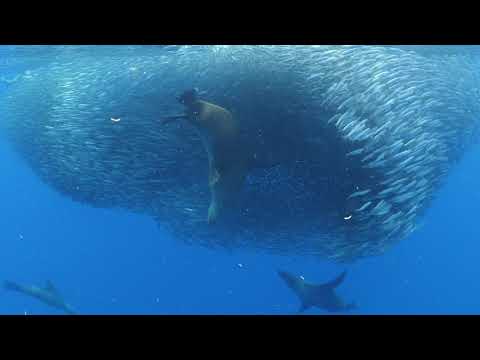 Sea lions attacking bait ball
