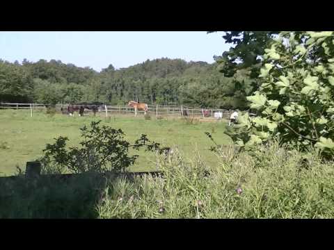 MongoTV_561 - Del 11 - Fede John På Skovtur Og Søndagsudflugt - 23.August 2015