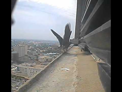 Peregrine Chick On the Ledge