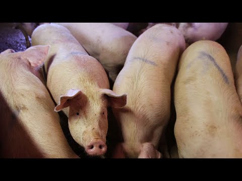 , title : 'A Simple Pig Fattening Feed Formulation Plan #fattening #feedingpigs #pigfarminitaly #feeding'