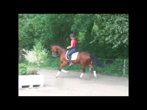 DAMOUR 4j. v. Danciano- Lord Loxley  -for sale-