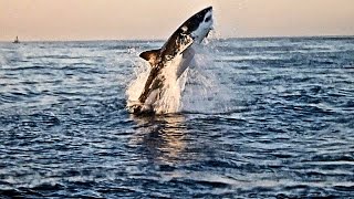 🦈 Great White Sharks in Action