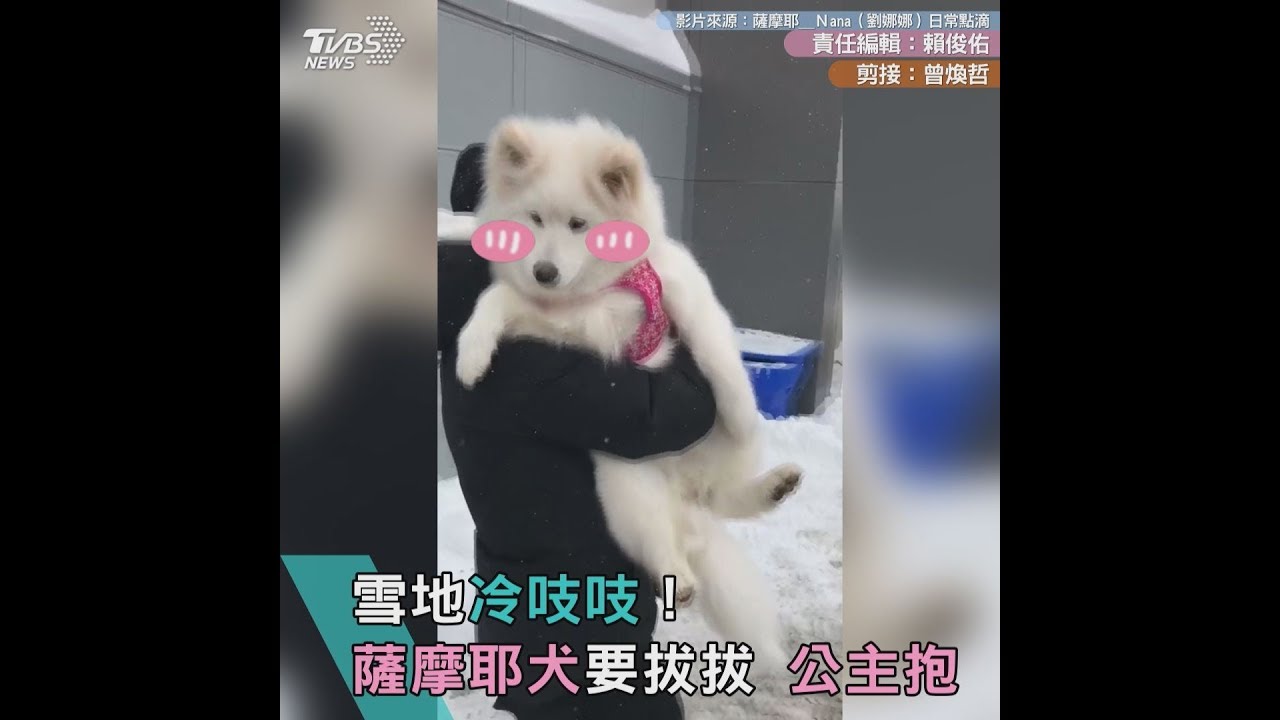 雪地冷吱吱! 薩耶犬要拔拔「公主抱」
