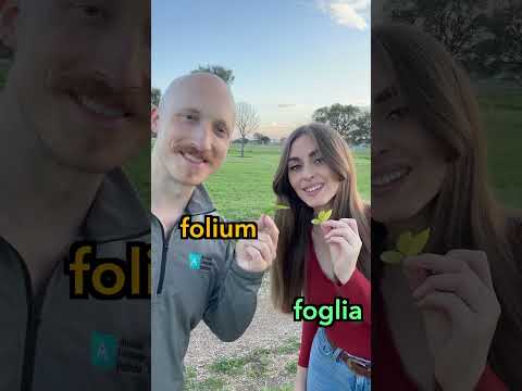 Vocabulary for the park in Italian and Latin 🍃#italianlanguage #latinlanguage #learnitalian