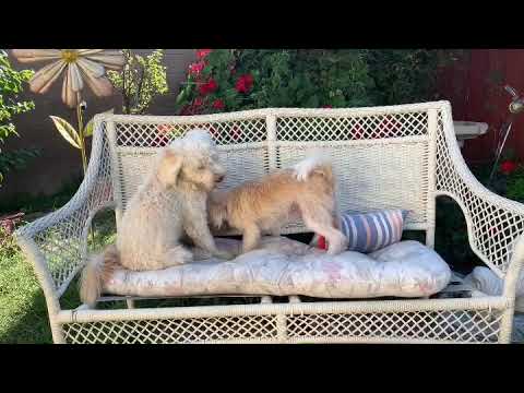 Max, an adopted Wheaten Terrier & Maltese Mix in Santa Monica, CA_image-1