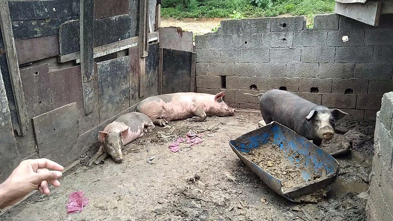 na zona sul de São Paulo no Jd dos Reis