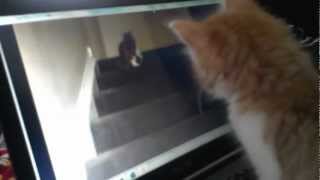 Nugget's got it all, and he's not bashful about it.