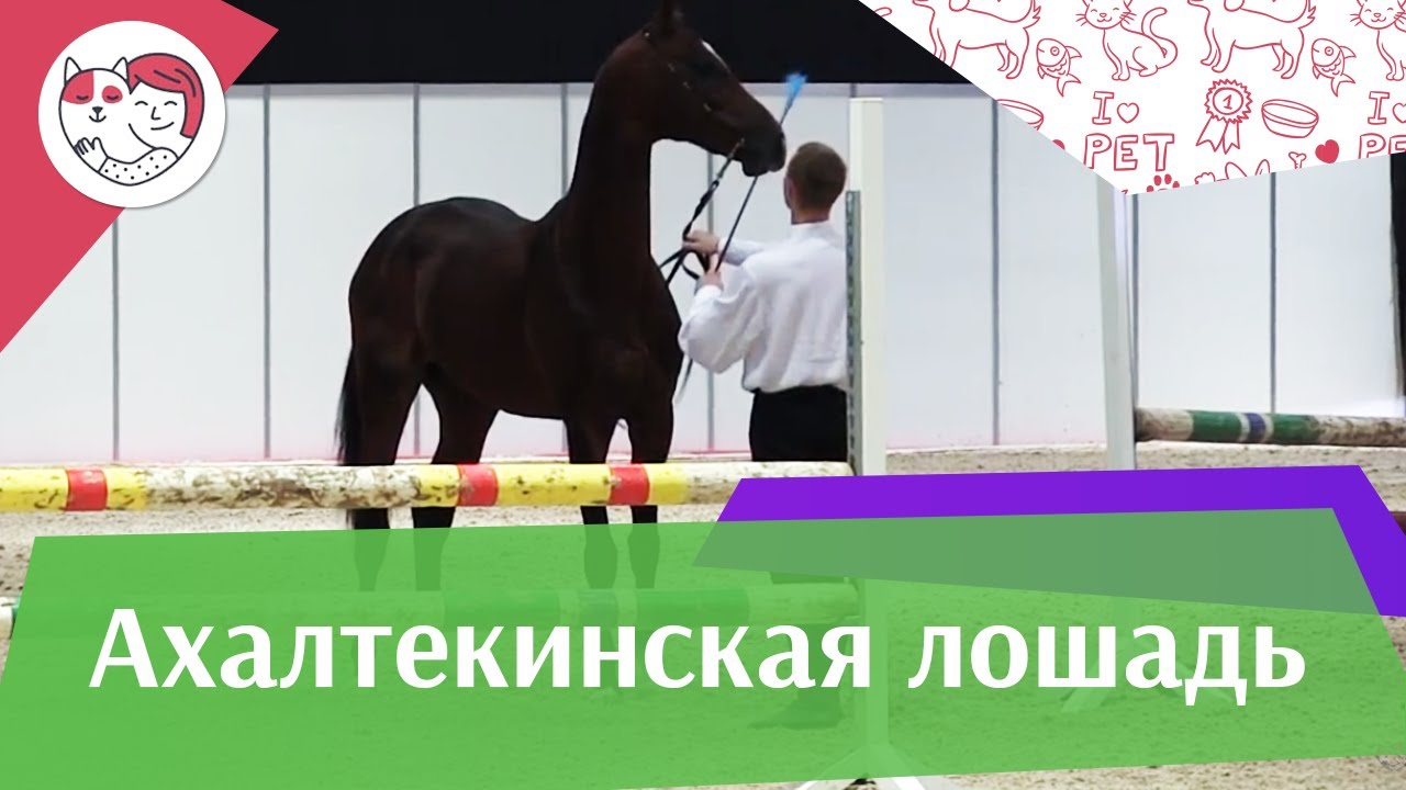 ЛОШАДИ Ахалтекинская порода ЭКВИРОС 2016 на ilikepet