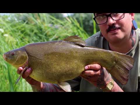 Late Season Tench Fishing With Matt Fernandez