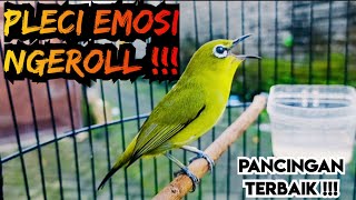 Download lagu Pancingan pleci terbaik ampuh memanggil lawan | Ngeriwik Ngalas Ngerolll kenari  mp3
