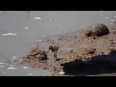 Djuma: Blacksmith Lapwing parent and three chicks at the old pan - 13:30 - 10/12/19