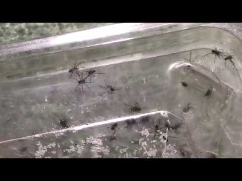 Cardinal Spider Update + Spiderling Release