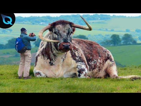 OS 10 MAIORES TOUROS DO MUNDO!!