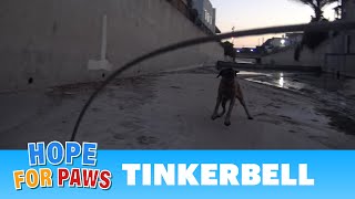 Hope For Paws and the L.A. Fire Department saving an injured Mastiff from the L.A River