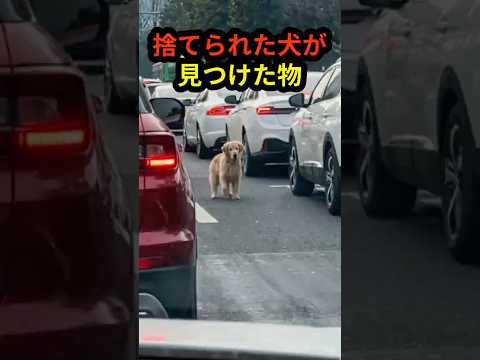 捨てられても飼い主を探し続けた犬…その後の姿に涙