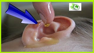 Destapa los oídos con dos gotas de aceite de oliva