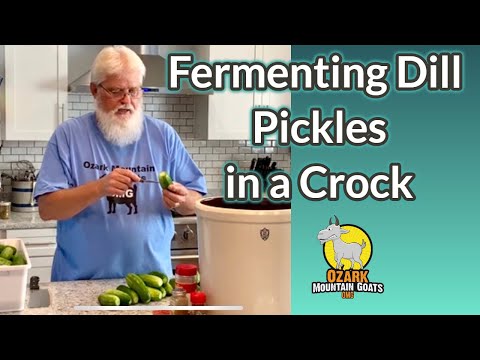 Fermenting Dill Pickles