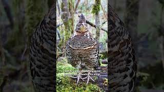 Download lagu Burung Ruffed Grouse menampilkan pertunjukan khasnya berupa suara tabuhan drum #burung mp3 Download lagu Burung Ruffed Grouse menampilkan pertunjukan khasnya berupa suara tabuhan drum #burung mp3