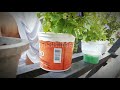 How Do I Clean Flower Plant Pots Natural Homemade Flower Pot Cleaning