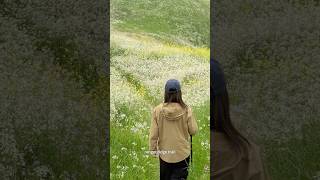 Shorts丨洛杉磯油畫般的春天步道