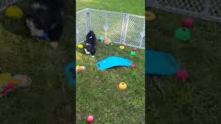 Mini Sheepadoodles Puppies Videos