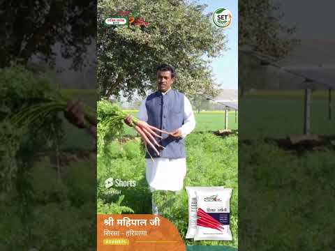 हिसार रसीली गाजर बीज 