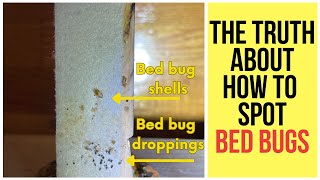 The truth about how to spot bed bugs - according to NYC pest inspectors | (Doctor Sniffs)