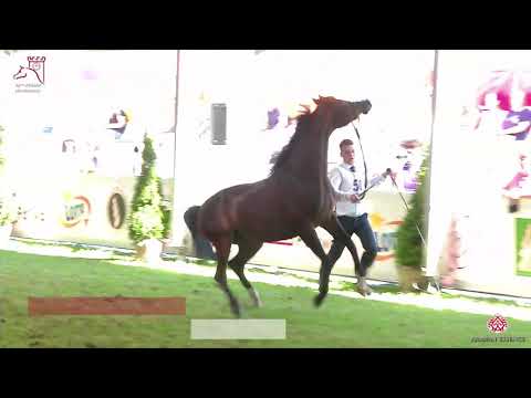 N50 PESALINA - 2020 PRIDE OF POLAND - 42nd Arabian Horse National Show - 2 Years Old Fillies (Cl...