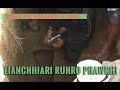 LIANCHHIARI RUHRO PHAWRH | Episode 3 | Pi Pute Sulhnu