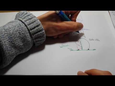 Fusarien - Kurze Einführung