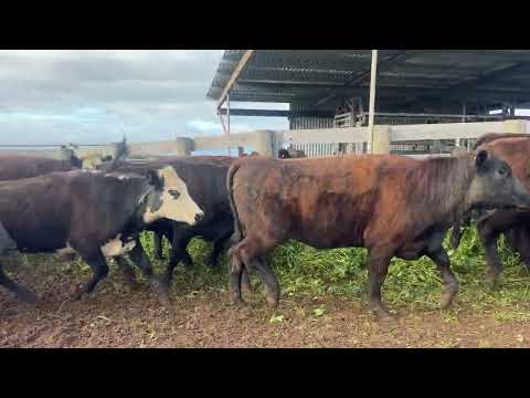 Belmore - 21 Mixed Sex Feeders - Auctions Plus Friday 10 Oct 2025 v1