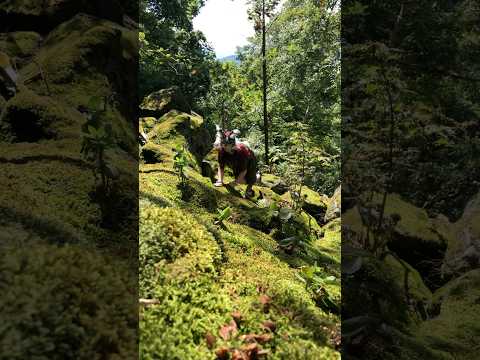 Cat walking on moss 🪲💐 #quadrobics #theriantropy #otherpaw #therian #quads #summer#cat#alterhuman